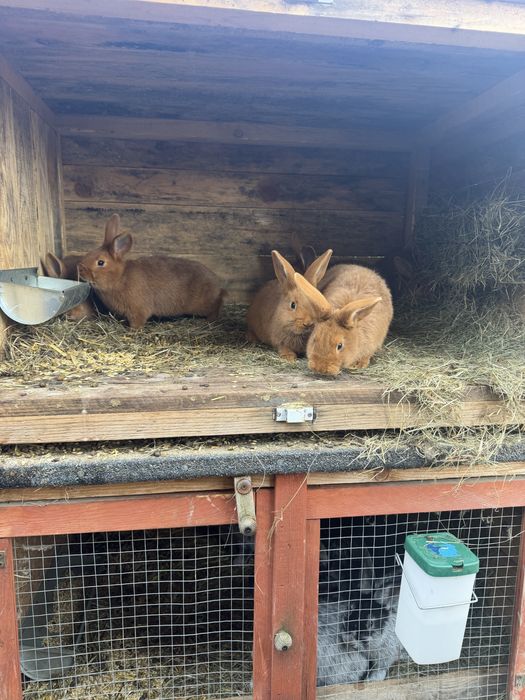Sprzedam króliki nowozelandzki czewony