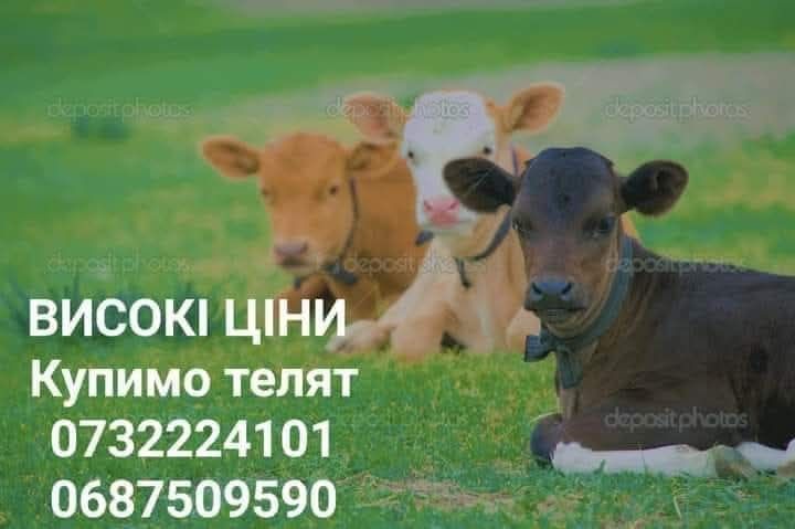 Прийом молодняку великої худоби