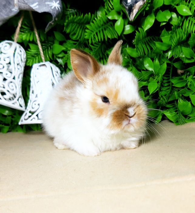 Карликовые кролики,міні кролик,кроленята,крольчата