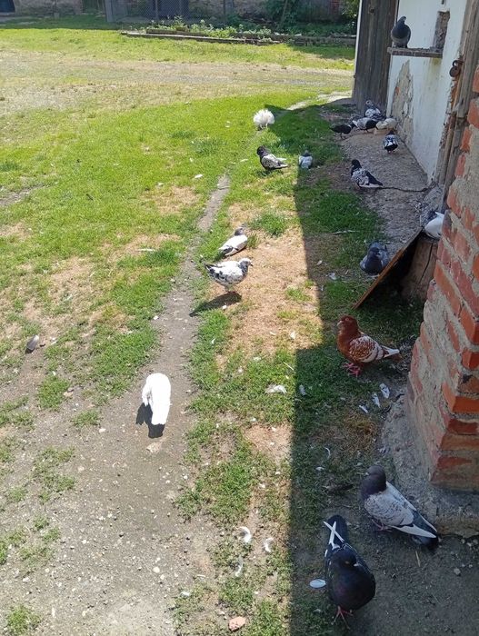 Sprzedam Gołebie Ozdobne