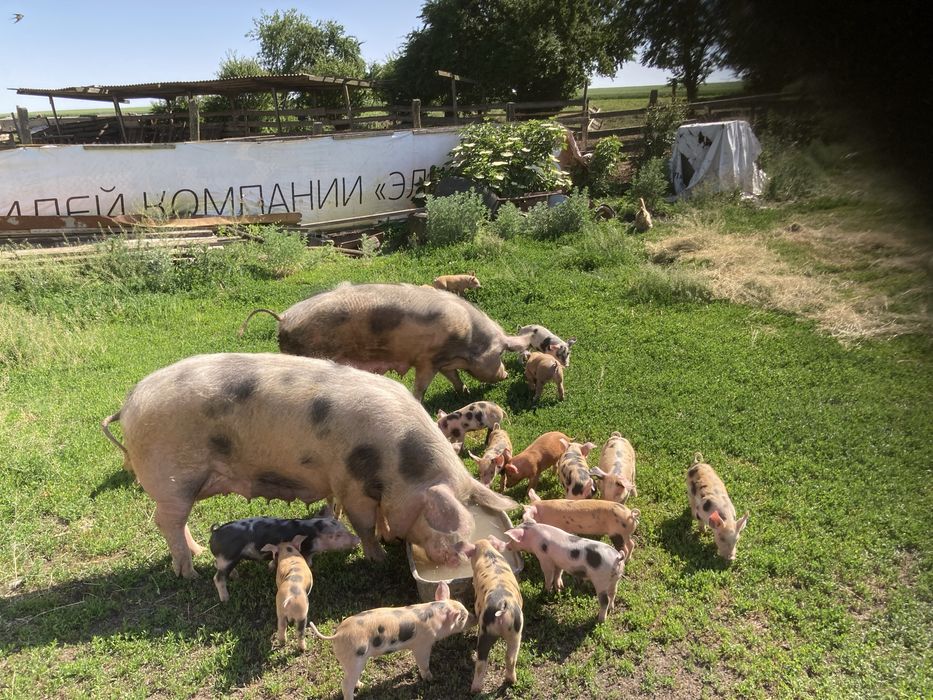 Бізнес ферма працююча