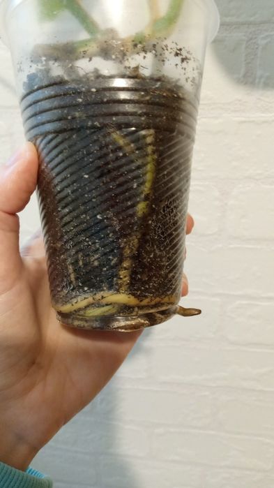 Монстера Альба  варіегатна