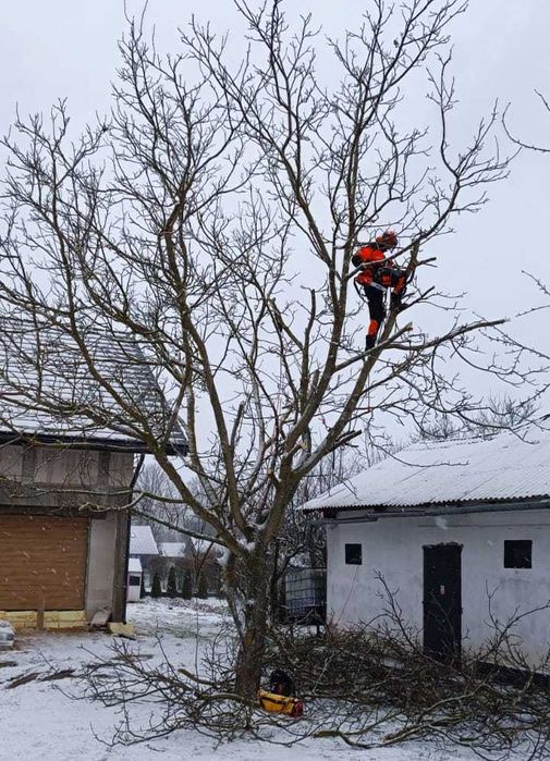 Wycinka drzew / Pielęgnacja / Arborystyka - Lublin / woj. lubleskie