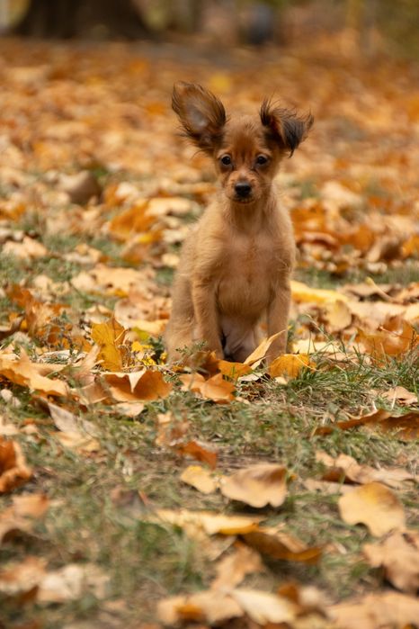 Замечательные щенки русского тоя для самых замечательных владельцев