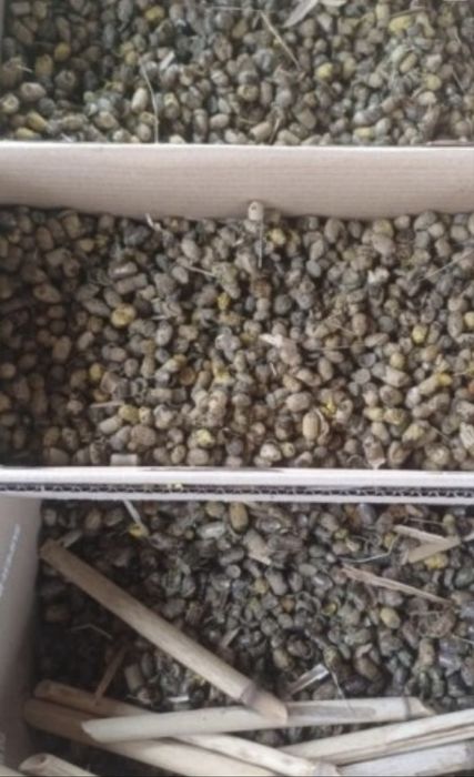 Kokony murarki rogatej 100szt plus 100sztuk murarki ogrodowej