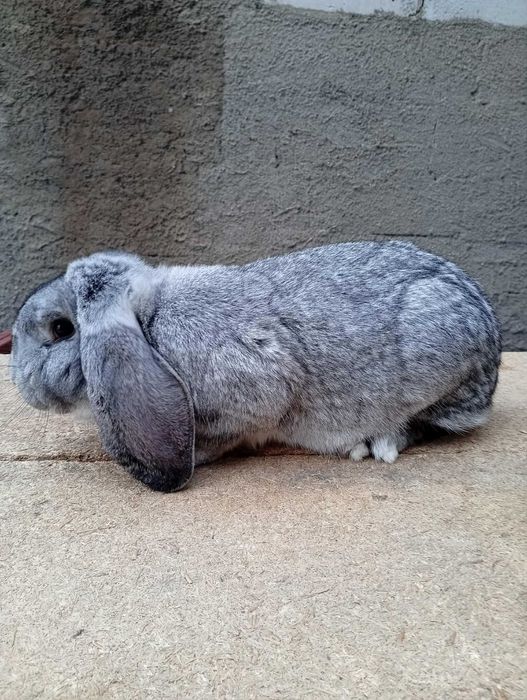 Samica Barana Francuskiego Szynszylowa