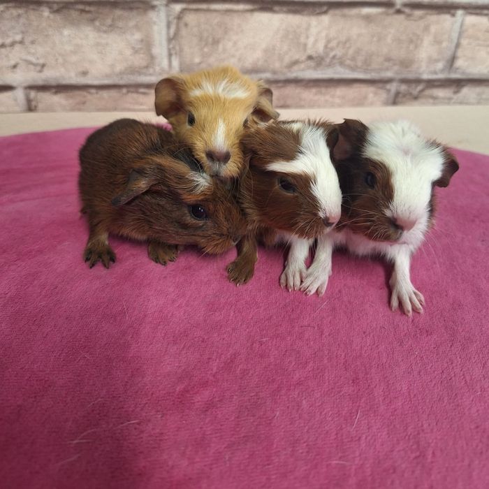 Морские свинки из питомника