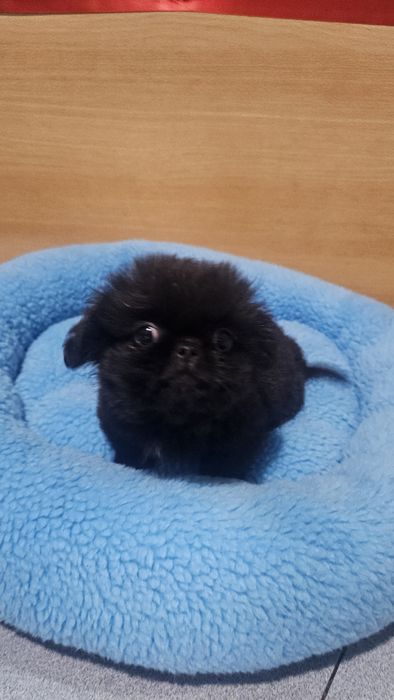 Pequinês preto macho