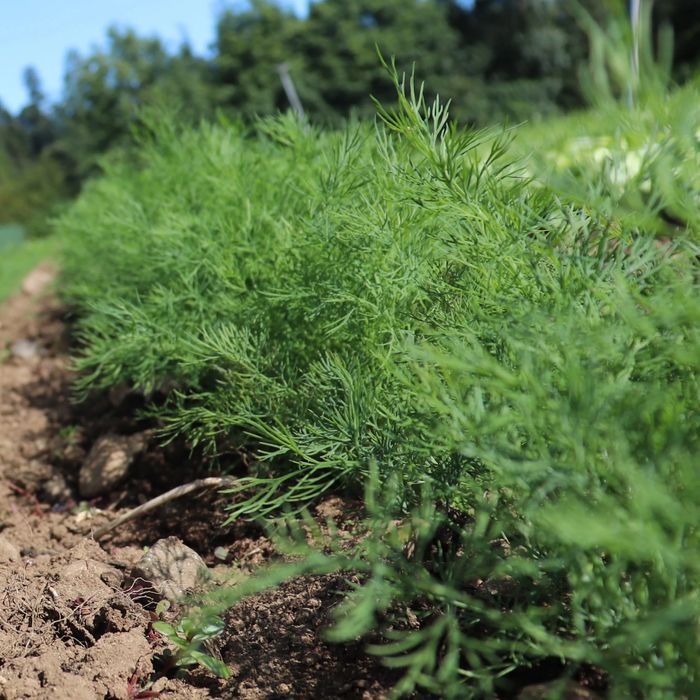 Koper ogrodowy, nasiona paszowe, eko, dopłaty warzywne