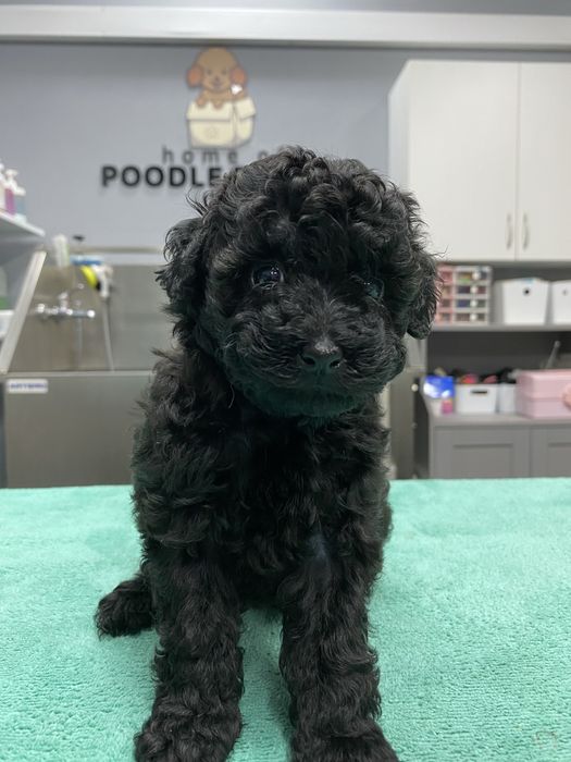 Lindo Puppy de Caniche/Poodle Mini Toy Preto procura novo dono!!!