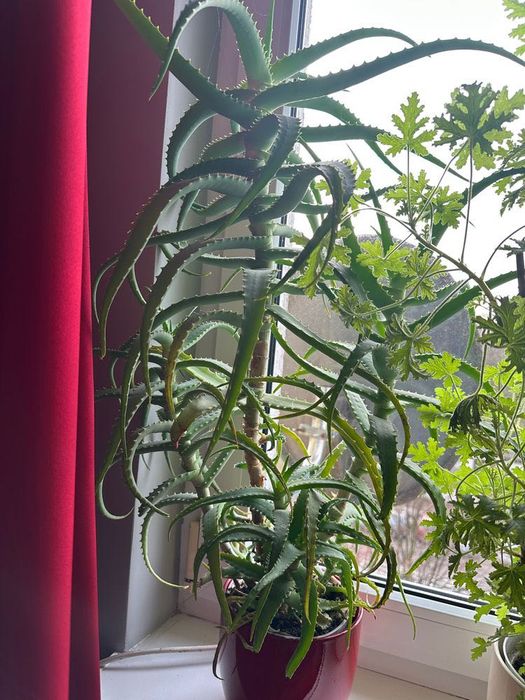 aloes szczepki - artykuy do domu i ogrodu w dobrej cenie