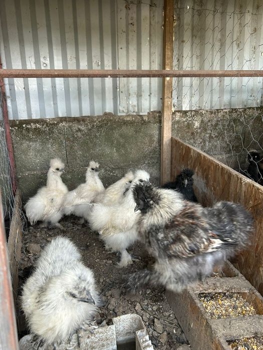 Paduanas galinhas, cayuga