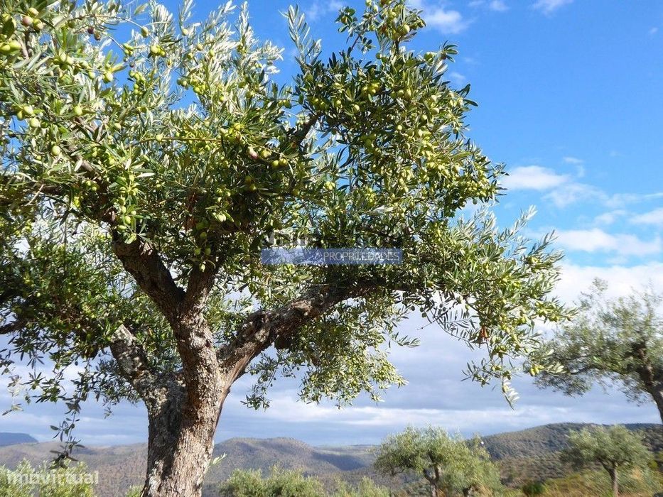 51.000m2 Olival, com Pombal. Figueira de Castelo Rodrigo. Portugal,...