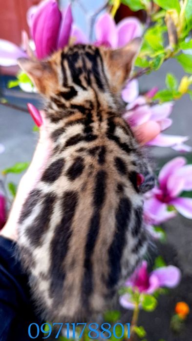 Бенгали - леопардики, чіткі великі розетки,ben n24