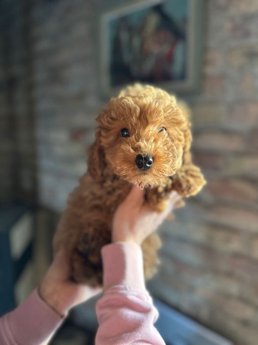 Suczka pudel toy płowa