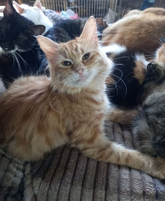 Отдам даром в добрые руки пушистую рыжую кошечку