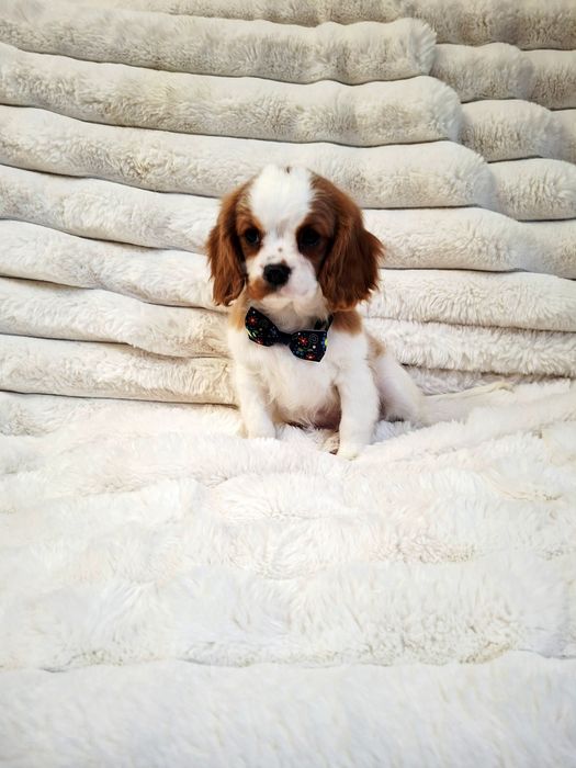 Cavalier King Charles Spaniel