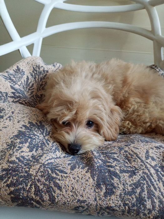 Красунчик Лакі- F1 Малтіпу.