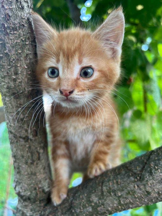 Кошенята (рижики)  безкоштовно