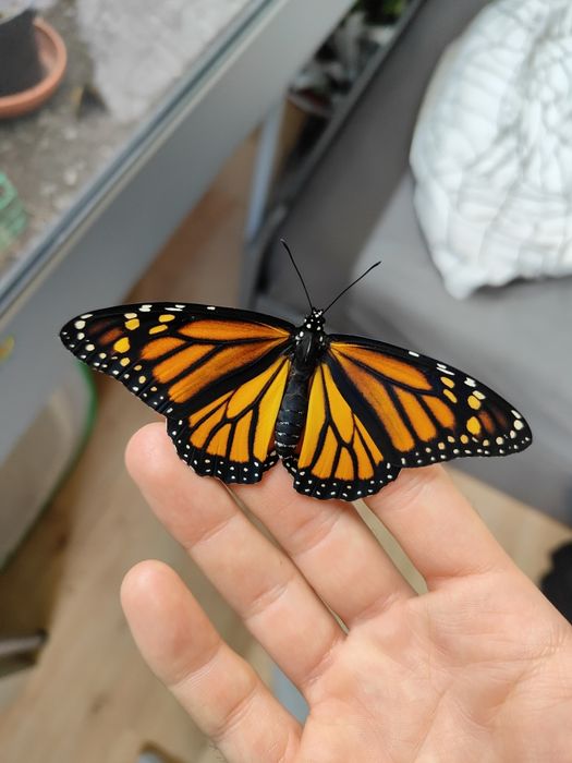 Suszone motyle do preparowania