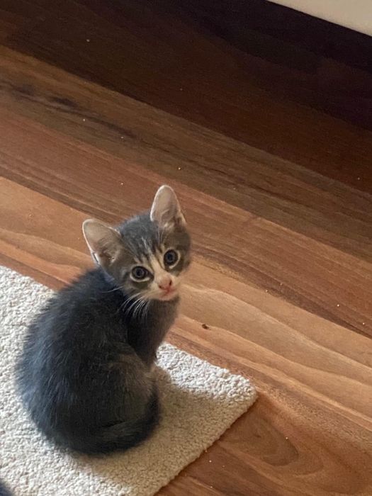 Adoção  de gatinhos