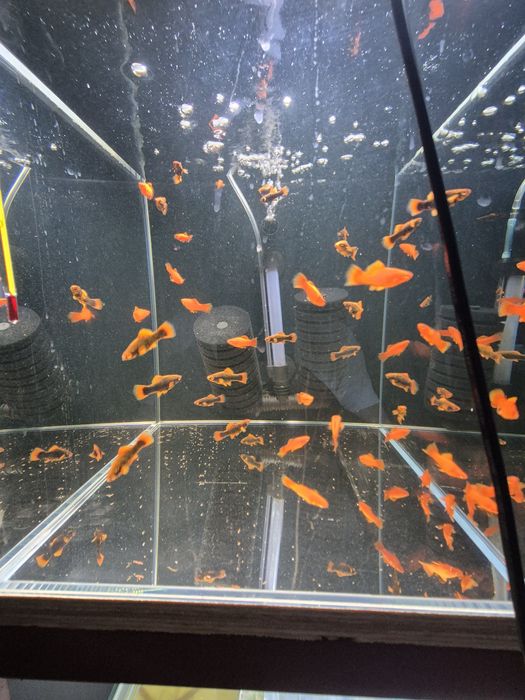 Red Alpha cały miot 2 cm Okazja