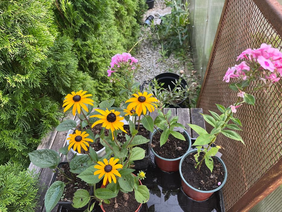 Komplet roślin ( rudbekie i floksy)