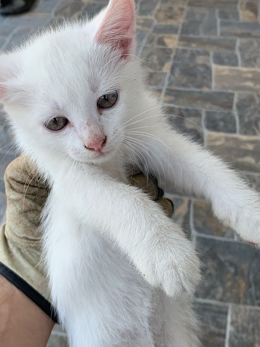 Віддам в добрі руки кошенят