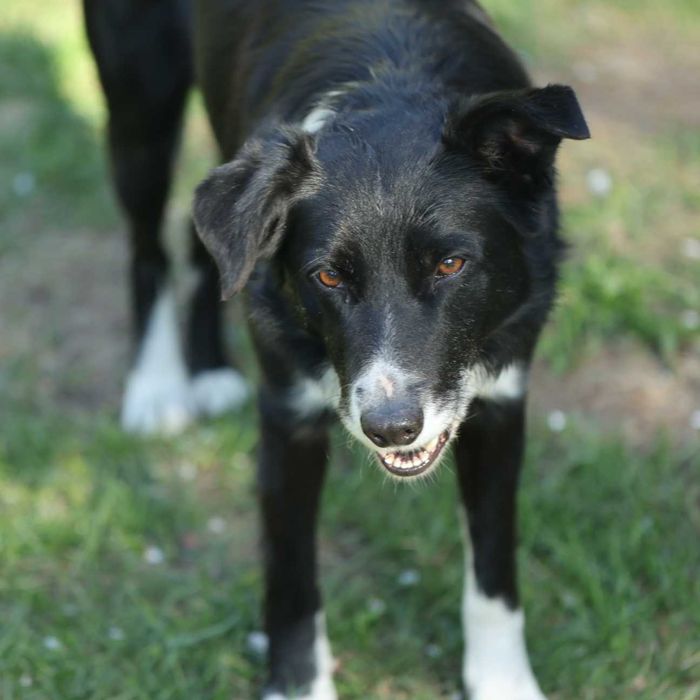 Pies rasowy Border Collie - samczyk Atos z rodowodem