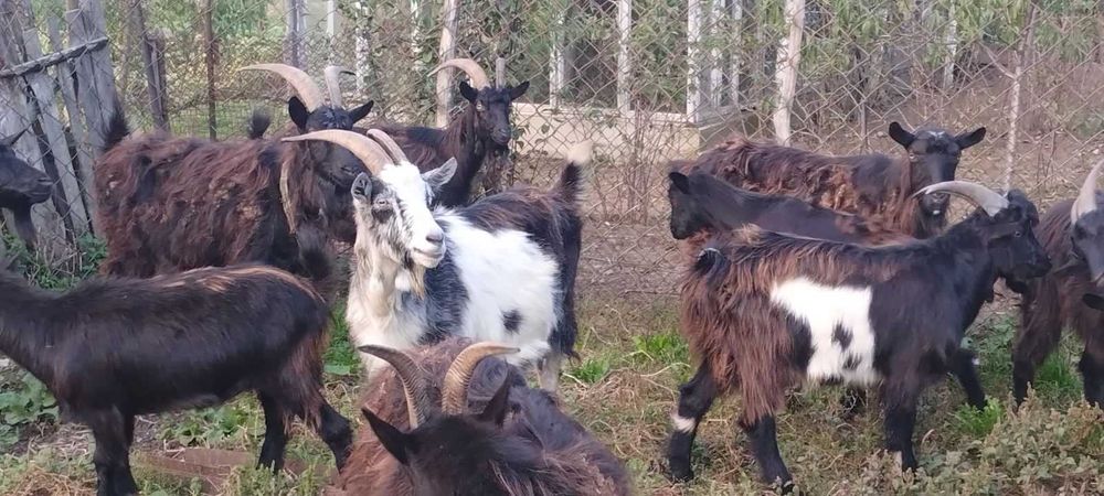 Продаються кози закарпатської породи