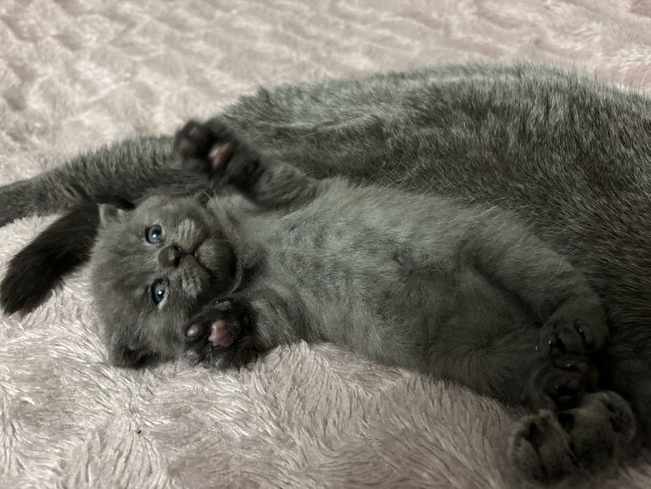 Чистокровний Шотландський котик ( скоттіш фолд )