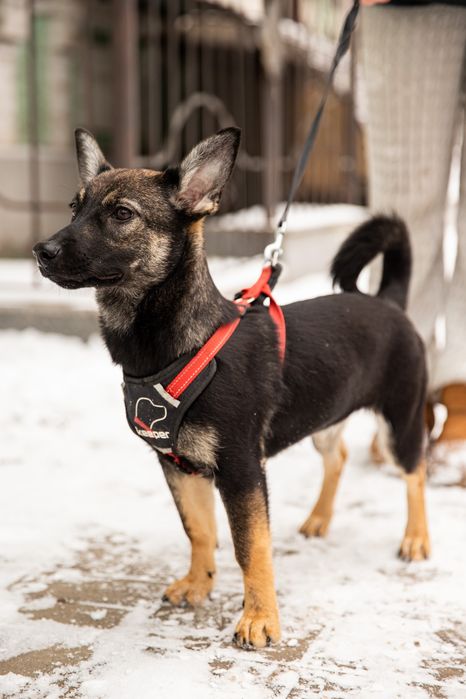 Мика, мелкая молодая собачка, щенок