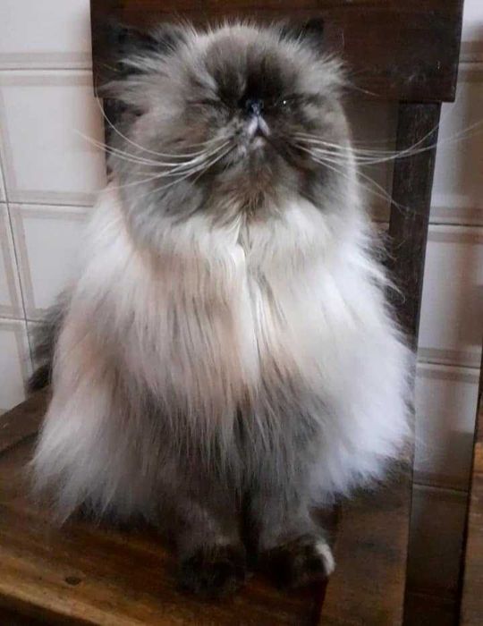 Gatinho Persa colorpoint