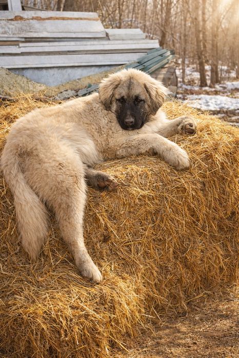 Цуценята кавказької вівчарки розплідник Start Escort кавказская