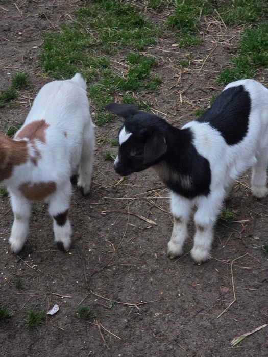 Cabras Anãs Machos e Fêmeas