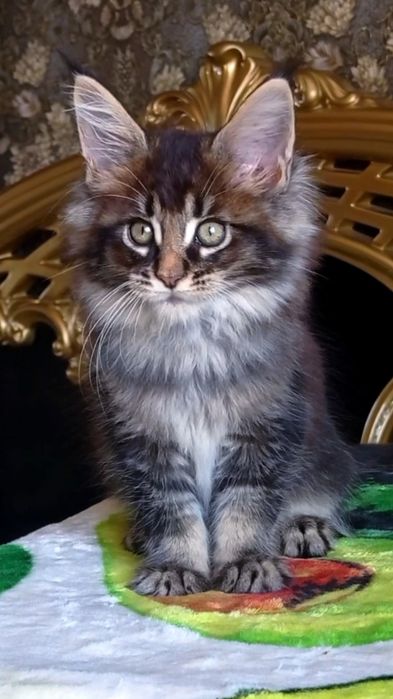 Малиши мейн  кун