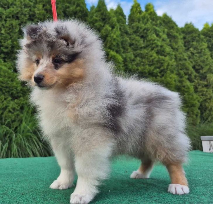 Sheltie Owczarek Szetlandzki dziewczynka blue merle