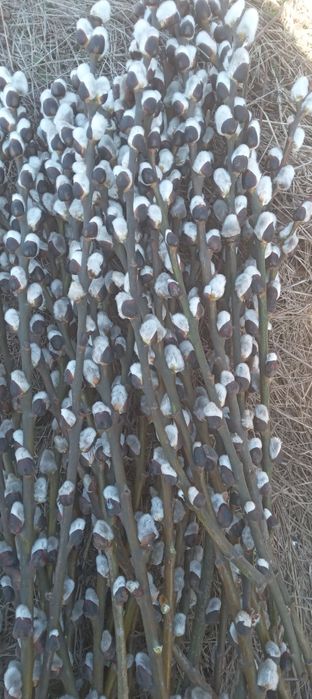 Продам домашні гарбузи,тикву,диня,каша