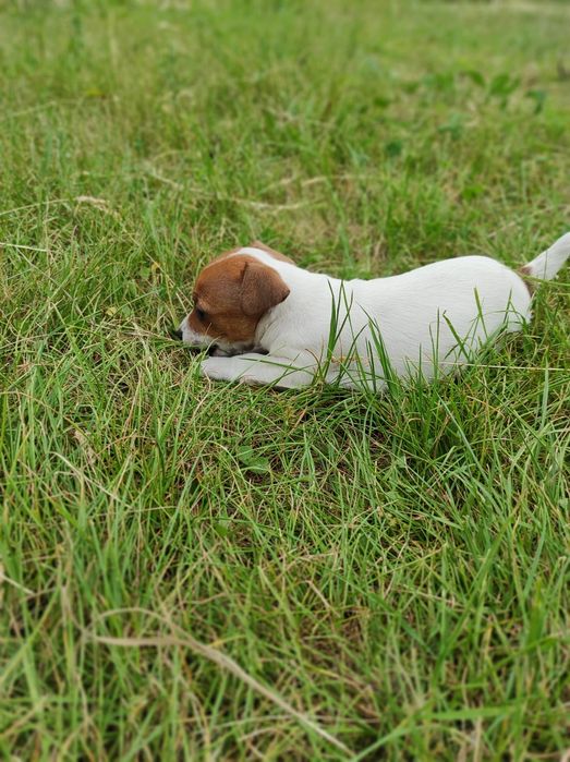 Продаю Джек Рассел тер'єр дівчинка