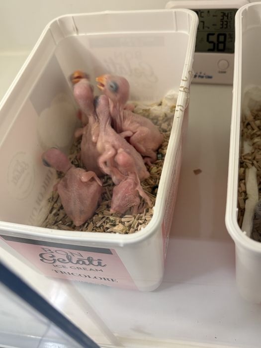 Ring neck para criar à mão