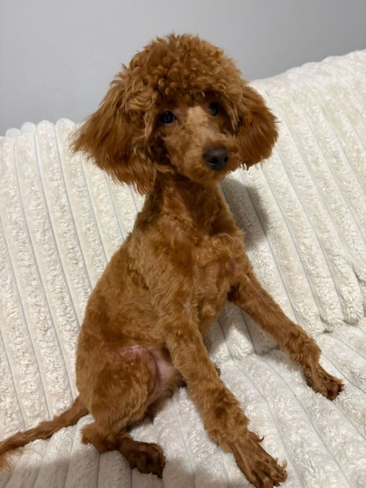 Suczka pudel toy z badaniami genetycznymi