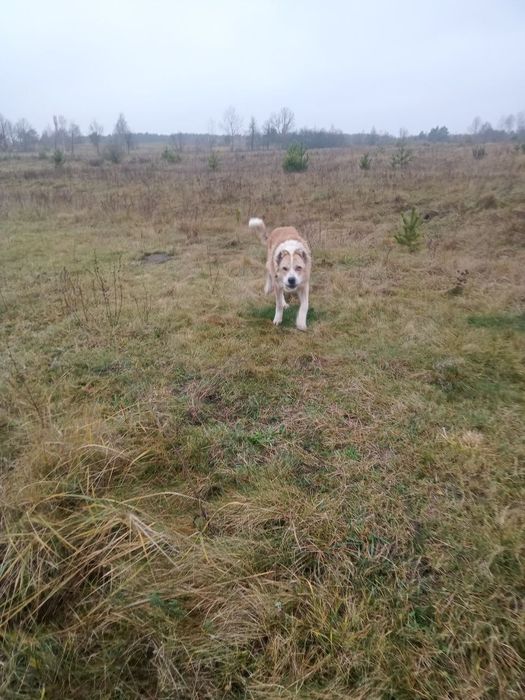 Алабай , знайдено собаку , шукаю господарів чи новий дім