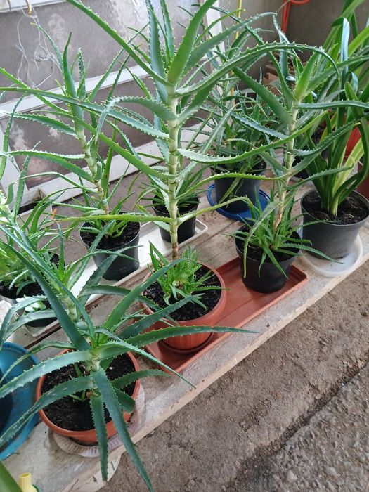 Кімнатна  квітка