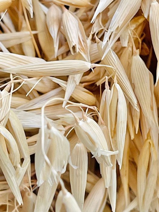 Owies Bingo C/1 Niezawodna odmiana, grube ziarno