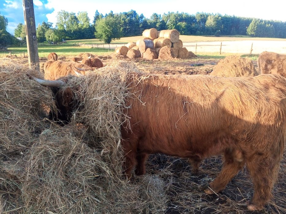 Byk rozpłodowy 100% highland cattle możliwa zamiana.