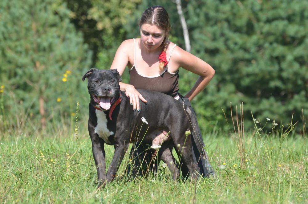 Ben- amstaff do adopcji