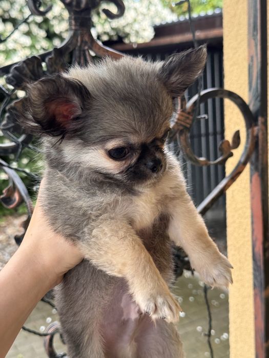 Pies rasowy Chihuahua