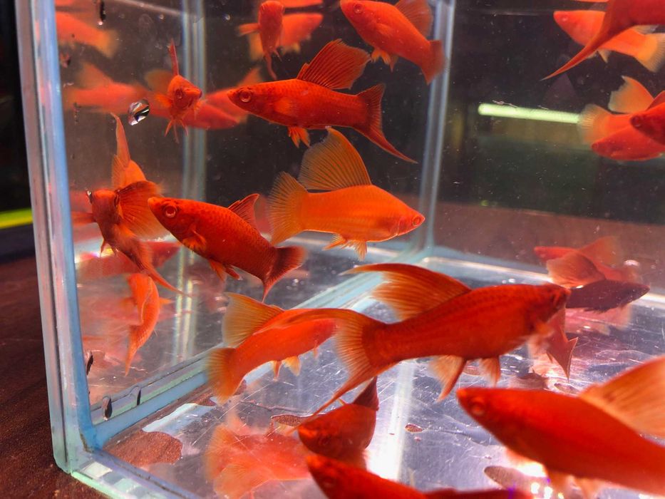 Wiedeński Delta mieczyk Red Albino