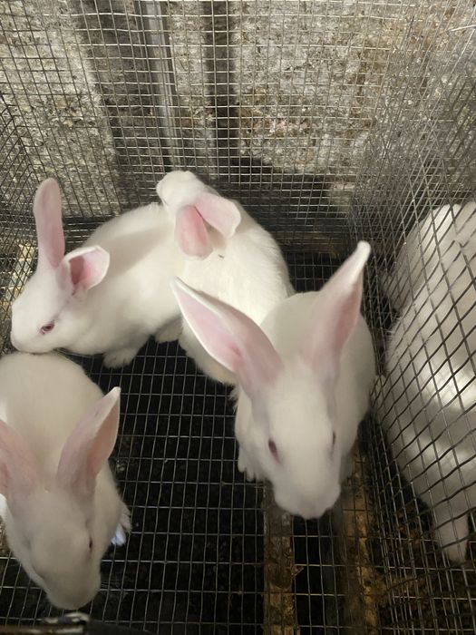 Термонська біла