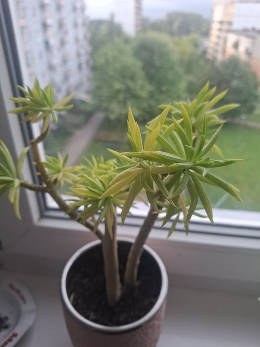 Kwiat szczęśliwa fasolka